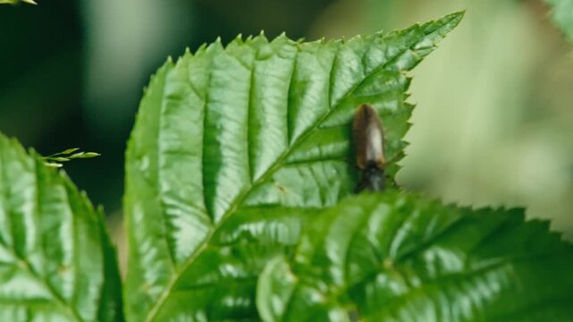 Macro shot of a click beetle crawling on green leaves before hiding under another leaf. Natural light, detailed texture and soft background.
