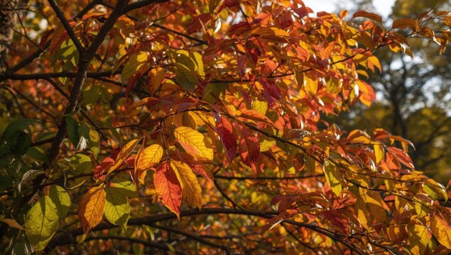 Colorful leaves on Wildfire black tupelo branches in natural light