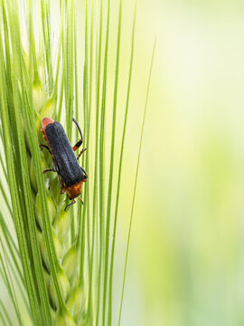 Cantharis fusca beetle climbing green wheat ear in summer field