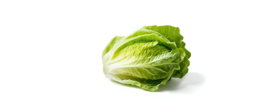 Healthy baby cos lettuce isolated with studio white background