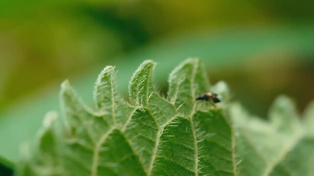 Macro shot of a pirate bug crawling across a leaf and moving over the edge to the underside, disappearing from view. Natural light, soft background and fine leaf texture.