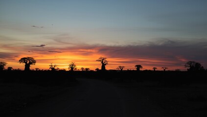 Naklejka premium Enchanting sunset colors spreading across a wide baobab trail