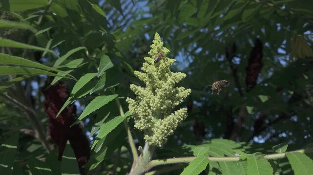 Honeybees around and collecting nectar from the blooming Sumac tree on a sunny day.