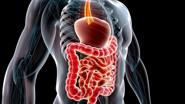 Human Digestive System Anatomy: A detailed 3D illustration showcasing the intricate anatomy of the human digestive system, including the esophagus, stomach, and intestines, rendered with a luminous.