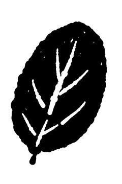 Monochrome Single Spearmint Leaf with Texture