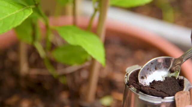 Hands Applying Coffee Ground to Hydrangea Plant