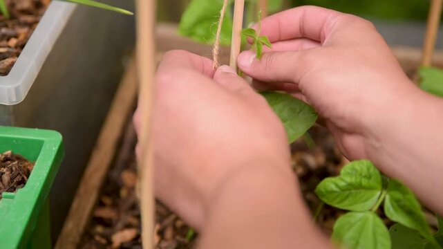 Trellising Young French Bean Shoots