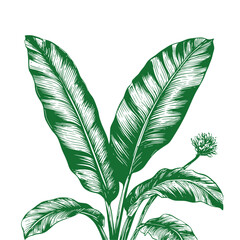 Palm or banana tree leaves. vector illustration. Tropical plants, isolated on a white background. © Vladimir