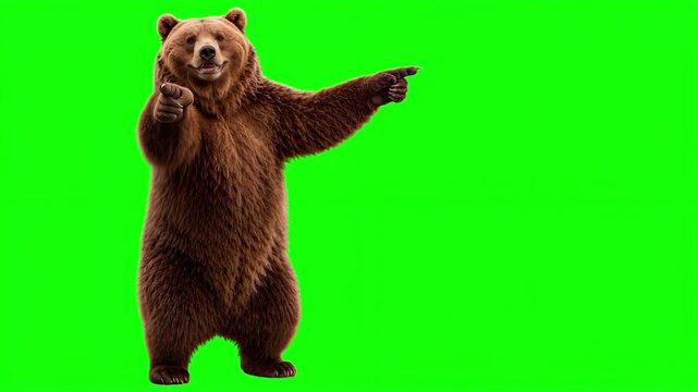 Realistic 3D grizzly bear pointing to the side and then pointing at the viewer, call to action concept isolated on chroma key green screen background