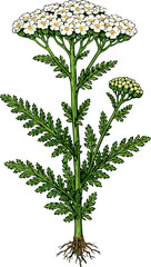 Achillea millefolium illustration art 2 © Diono