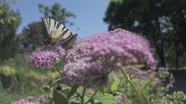 Scarce Swallowtail butterfly (Iphiclides podalirius) sips nectar from a cluster of rosy-pink Japanese meadowsweet (Spiraea japonica) against a blue sky 