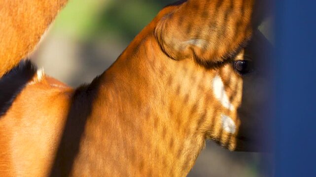 Bongo antelope and her baby at the zoo in spring