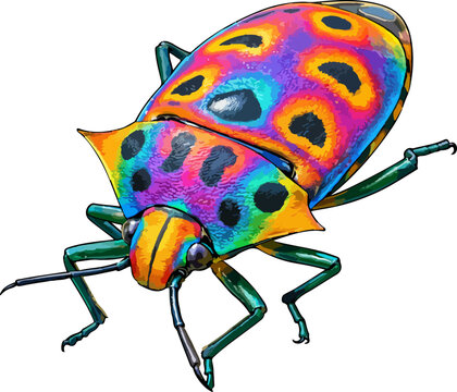 Chrysocoris stollii illustration art
