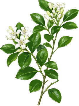 Murraya paniculata illustration art