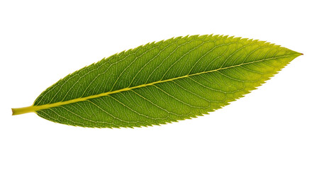 Fototapeta premium Close up of a vibrant green leaf with a serrated edge isolated on white