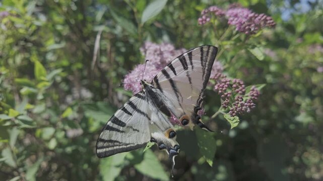Scarce Swallowtail butterfly (Iphiclides podalirius) sits on flower with its wings spread and drinks nectar from rosy-pink Japanese meadowsweet (Spiraea japonica)