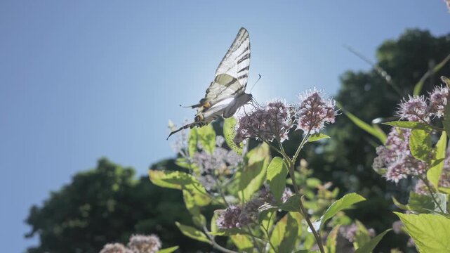 Bottom view of Scarce Swallowtail butterfly with opens wings drinks nectar from rosy pink Meadowsweet, sunshine pass through wings of butterfly, backlit by sun against blue sky 