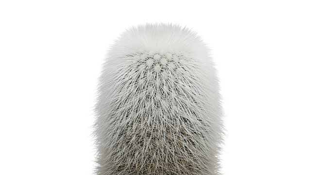 Close-up of a fuzzy cactus head isolated on white background