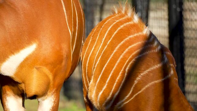 Bongo antelope with her baby at the zoo