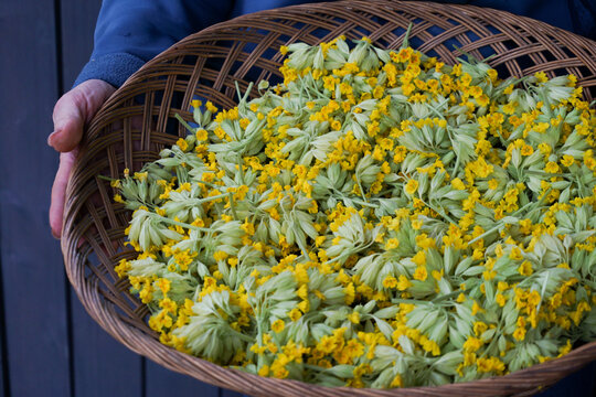 Freshly harvested common cowslip flowers in a wicker basket, representing seasonal herbal gathering, drying plants for tea, traditional remedies, wild food harvesting and natural wellness practices