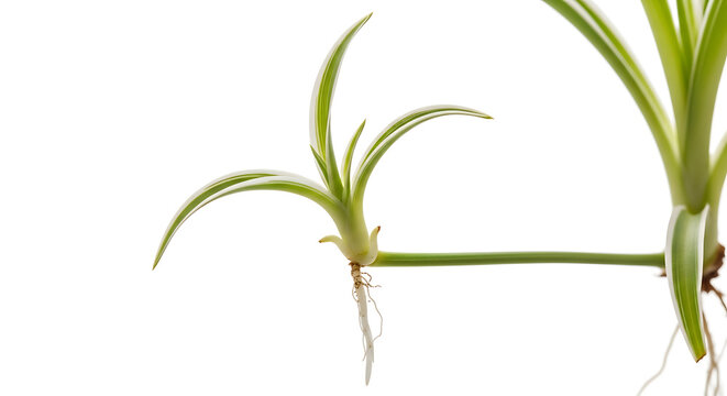 Chlorophytum comosum or spider plantlets isolated on white background for propagation