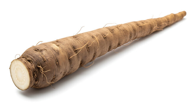 Burdock root isolated on white background, a healthy edible root vegetable
