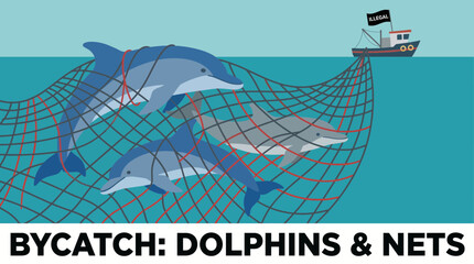 Bycatch of Dolphins Entangled in Illegal Fishing Net © Bima