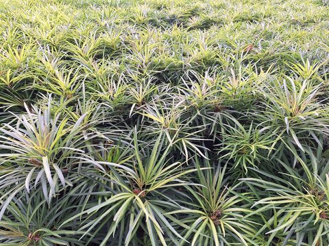 Miagos Bush Osmoxylon Lineare with Tropical Green Foliage and Botanical Detail