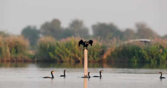 Greater Cormorants Competing for Perch on Wooden Post in Al Qudra Lake