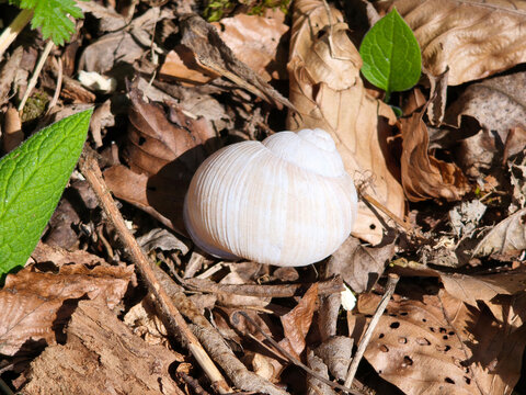 Empty snail shell in nature.
