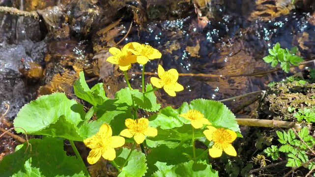 Caltha palustris by a flowing stream.