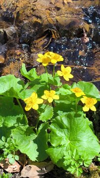 Caltha palustris by a flowing stream.