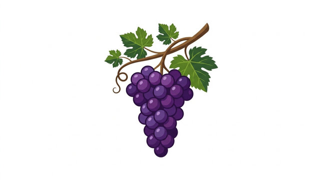 Fresh Ripe Purple Grapes on Vine with Green Leaves.