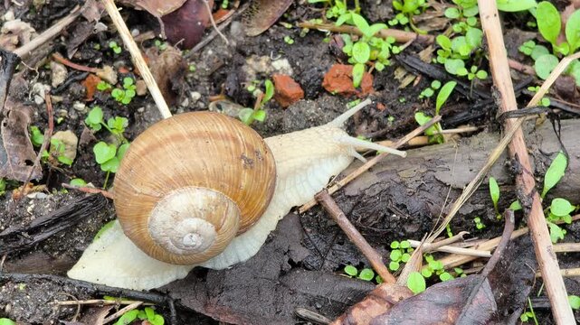 A snail with a shell walks through nature.