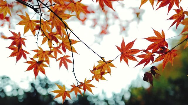 Bright orange leaves of a Japanese maple tree sway against the bright sky in an autumn park. Japan, nature, maple, foliage, autumn, garden, oriental, zen, calm, tourism, travel, aesthetic