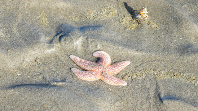 common starfish (asterias rubens) resting on wet textured sand at the beach