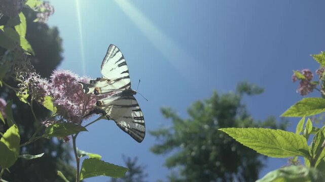 Close-up of Scarce Swallowtail butterfly with wings spread as it drinks nectar from rosy-pink Meadowsweet on sunrays against blue sky, backlit by sun 