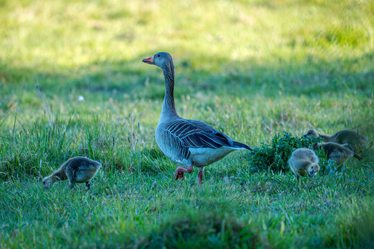 n der sanften Frische des Vormittags zieht sie ihre Bahnen durch das hohe, saftige Gras: die Mutter Gans, die mit einer Eleganz und Wachsamkeit &uuml;ber ihre kleinen, flauschigen Begleiter wacht, die sie 