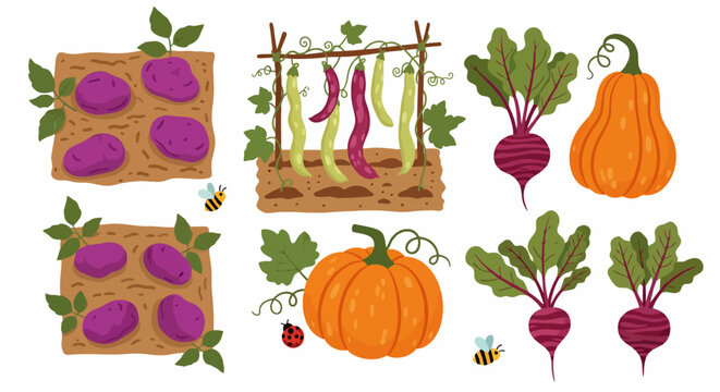 Harvested Vegetables - Potatoes, Beans, Beets, and Pumpkins Illustration.