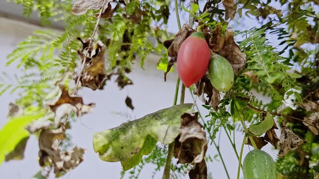 Closeup view of red ivy gourd fruit on plant showing ripe stage and texture