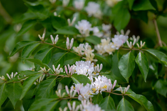 Selective focus white flowers of Amur Honeysuckle with green leaves in park, Lonicera maackii is a noxious woody shrub, A species of honeysuckle in the family Caprifoliaceae, Nature floral background