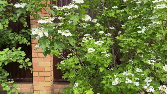Viburnum opulus, a sprawling shrub with white inflorescences and carved leaves