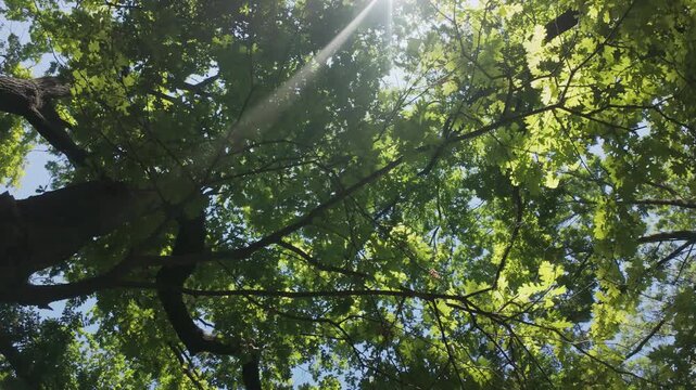 Bottom-up view of branches with oak leaves swirling overhead, sunlight shining through thick foliage, backlit by brilliant sunburst (god rays), camera rotation