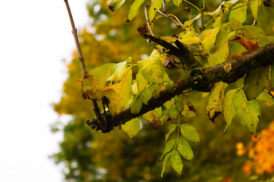 there is a Tree brach in autumn Season