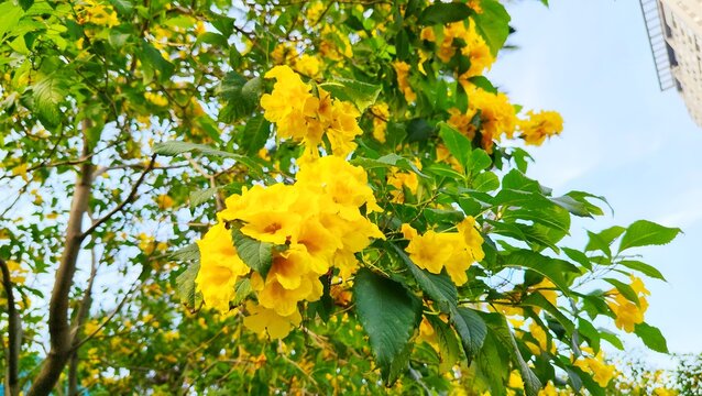 Beautiful Blooming Tecoma Stans Yellow Elder Flowers on Tree Branch with Sky Background