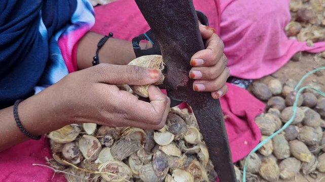 Closeup of girl peeling betel nuts using traditional hand tool in a rural setting