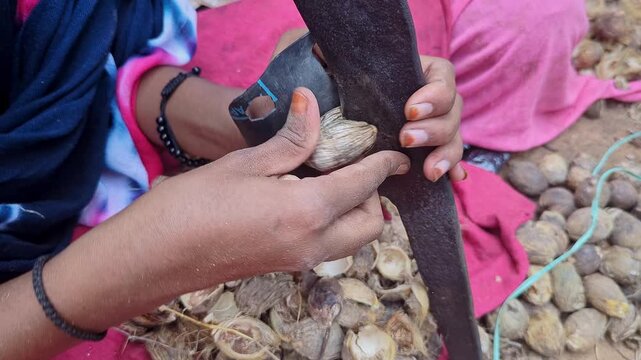 Closeup of girl peeling betel nuts using traditional hand tool in a rural setting
