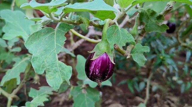 Closeup view of fresh brinjal showing smooth purple skin and natural shine