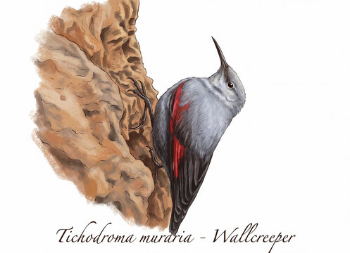 An illustration of a red-winged wallcreeper (Tichodroma muraria) climbing a rock face.