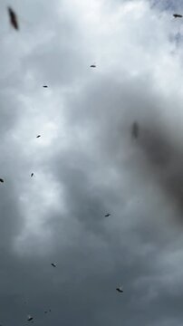 Midge hatching season, insects flying through the air, swarming against a cloudy sky. Midge insects in spring, slow motion.